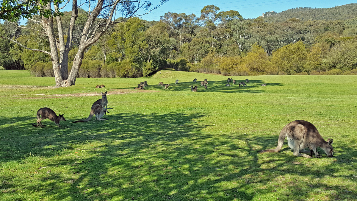 On Canberra and Mt Kosciuszko summit hike Photo5