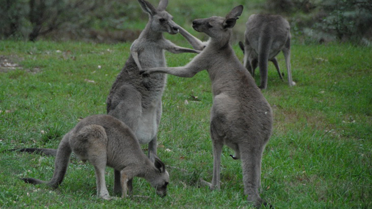 On Blue Mountains and Jenolan Caves Private Tour15