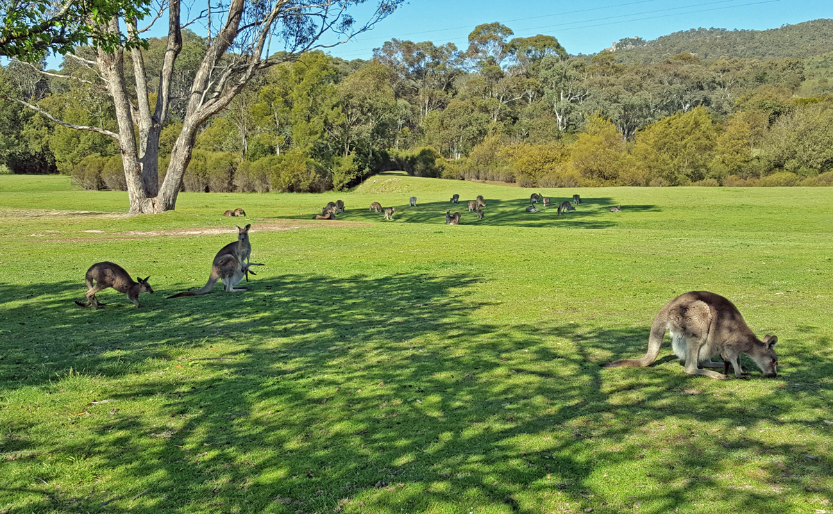 Day Tour to Canberra Photo8