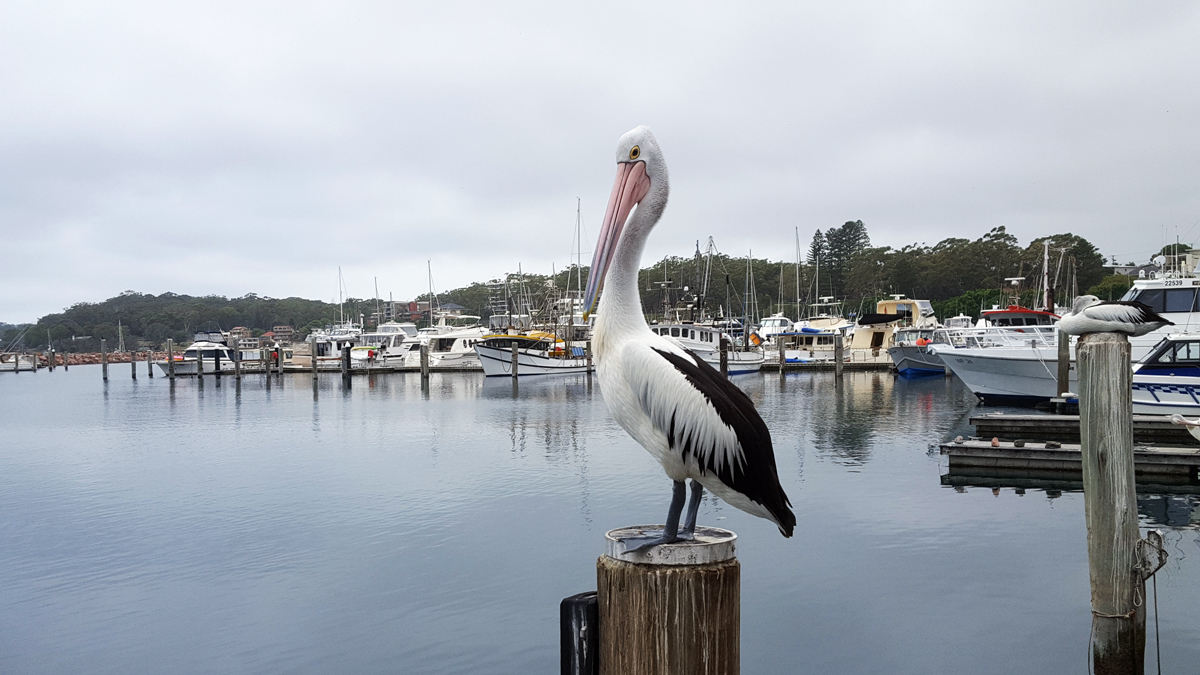 On Tour to Jervis Bay Photo4