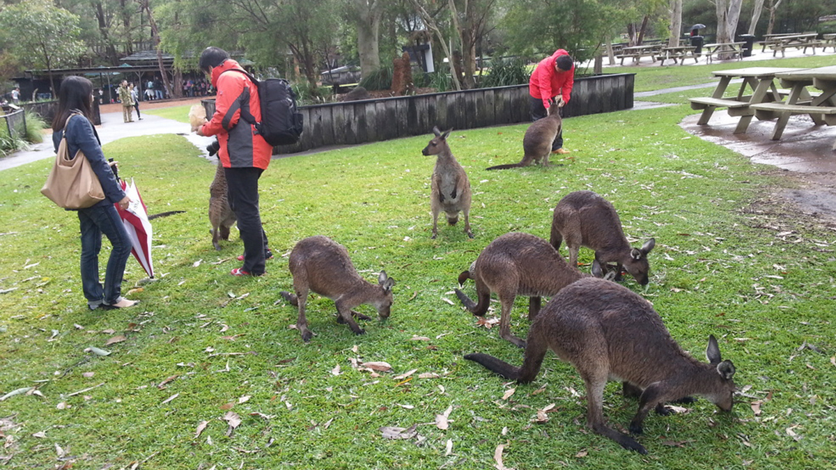 On Hunter Valley and Nelson Bay Photo4