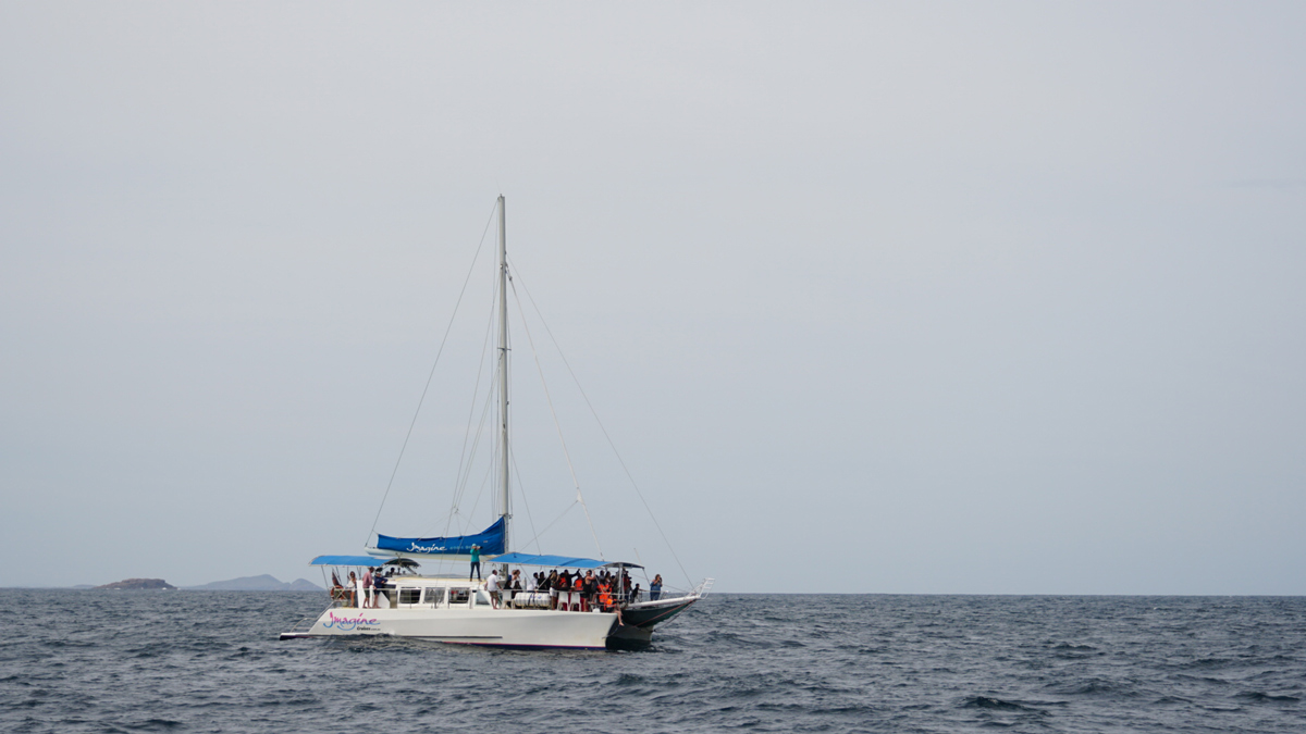 On Port Stephens, Dolphin/Whales Photo12