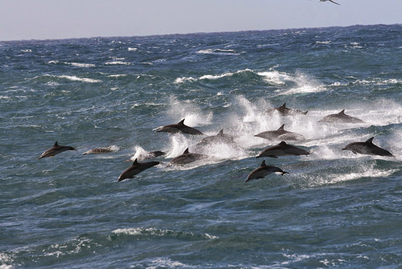 On Port Stephens, Dolphin/Whales Photo14