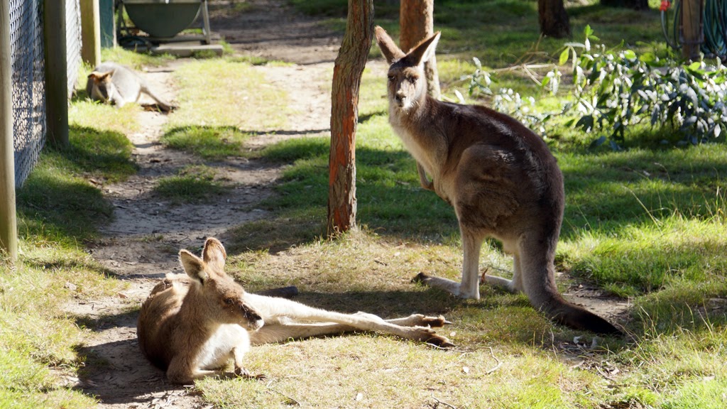 On Sydney & South West Sydney Photo16