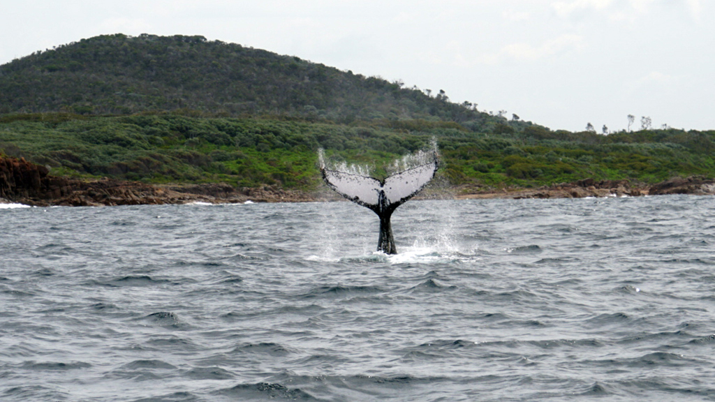 Whale Watching Cruise in One Day Tour - 15