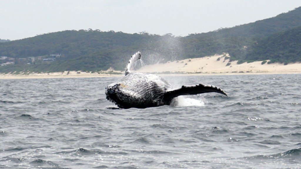 Whale Watching Cruise in One Day Tour - 16