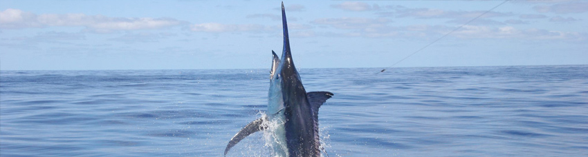 sydney deep sea fishing