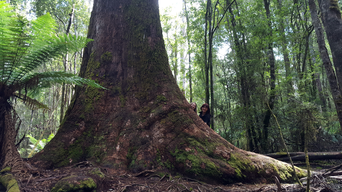 Tasmania Private Tour