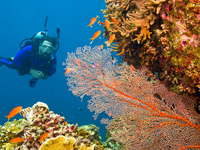 Great Barrier Reef