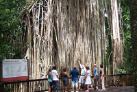 Atherton Tablelands