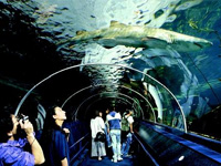 Sydney Aquarium - Darling Harbour