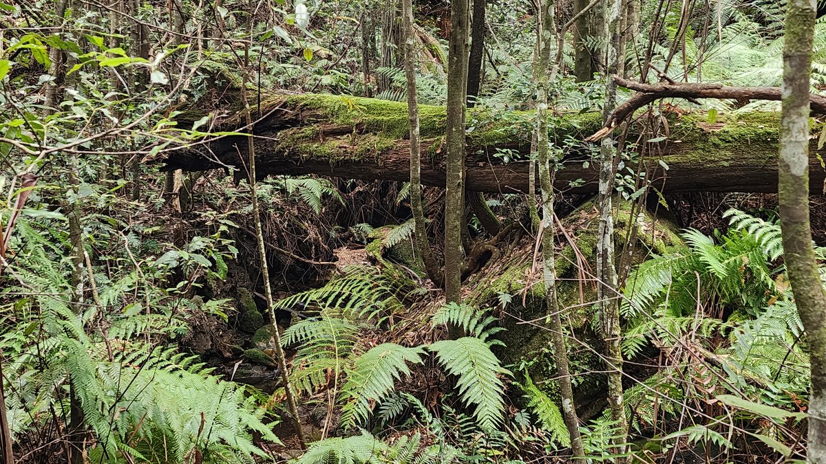 Mossy fallen log and ferns in the Blue Mountains rainforest understory