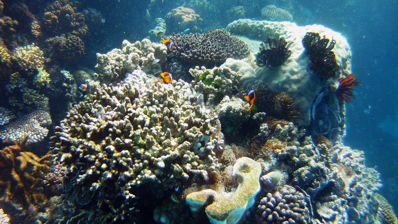Coral garden and clownfish in an anemone on the Great Barrier Reef