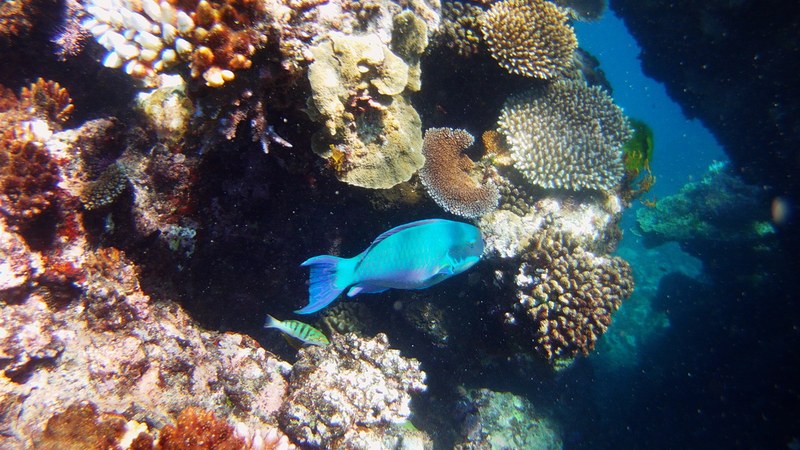 Parrotfish among the corals of the Great Barrier Reef
