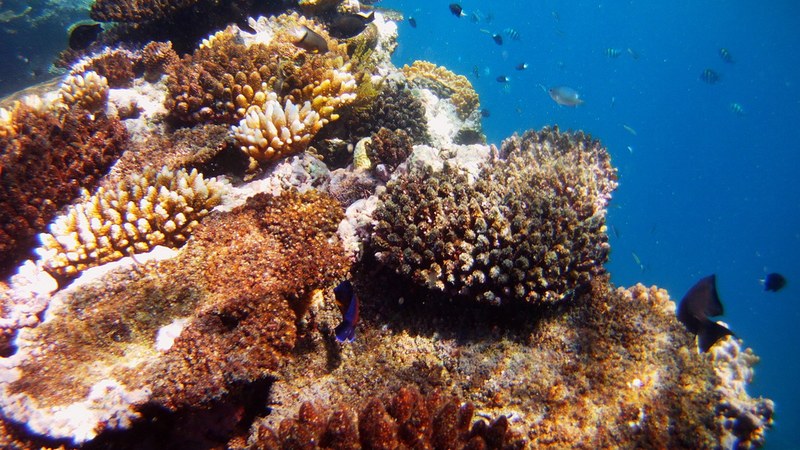 Coral wall and a school of fish in the blue water of the Great Barrier Reef