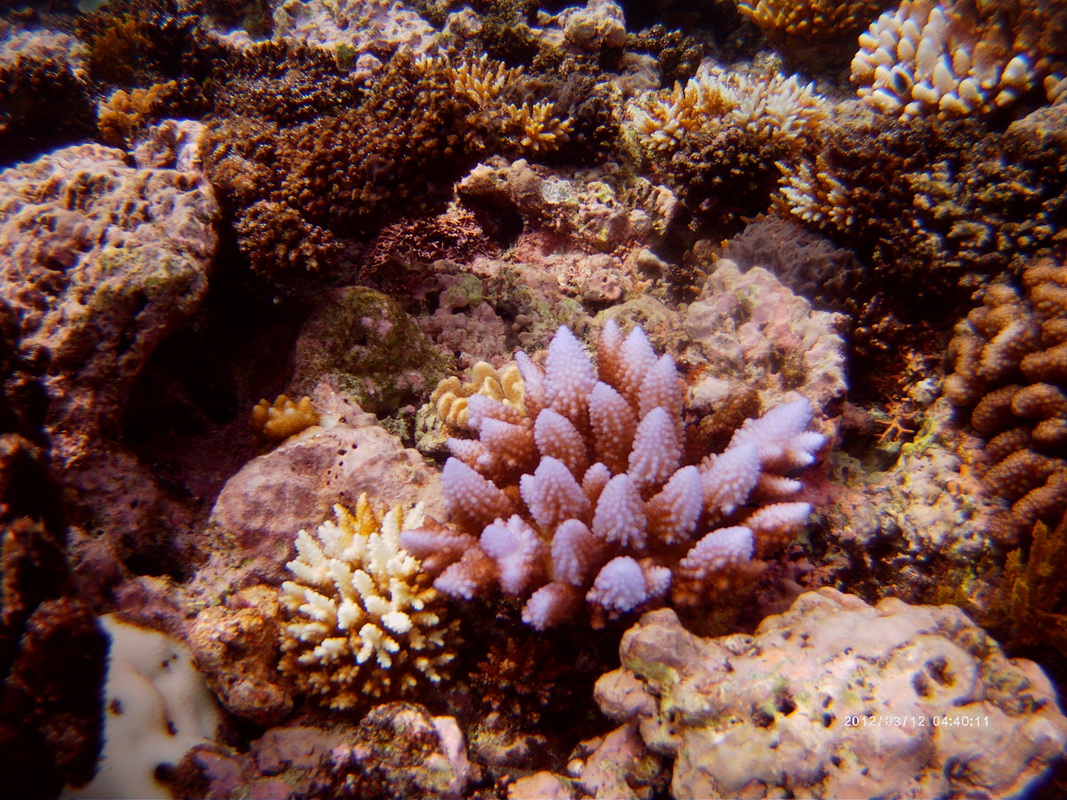 Great Barrier Reef Tour in Small Group