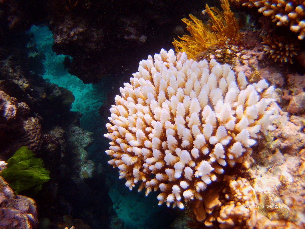 Great Barrier Reef Tour in Small Group