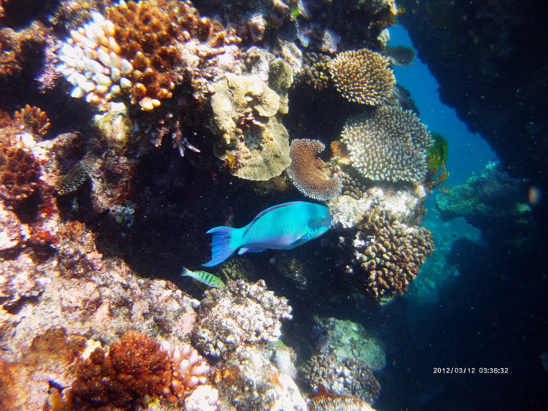 Great Barrier Reef Tour in Small Group