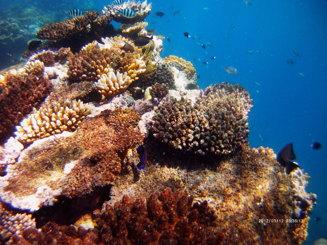 Great Barrier Reef Tour in Small Group