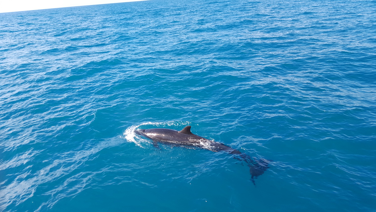 Great Barrier Reef Tour in Small Group