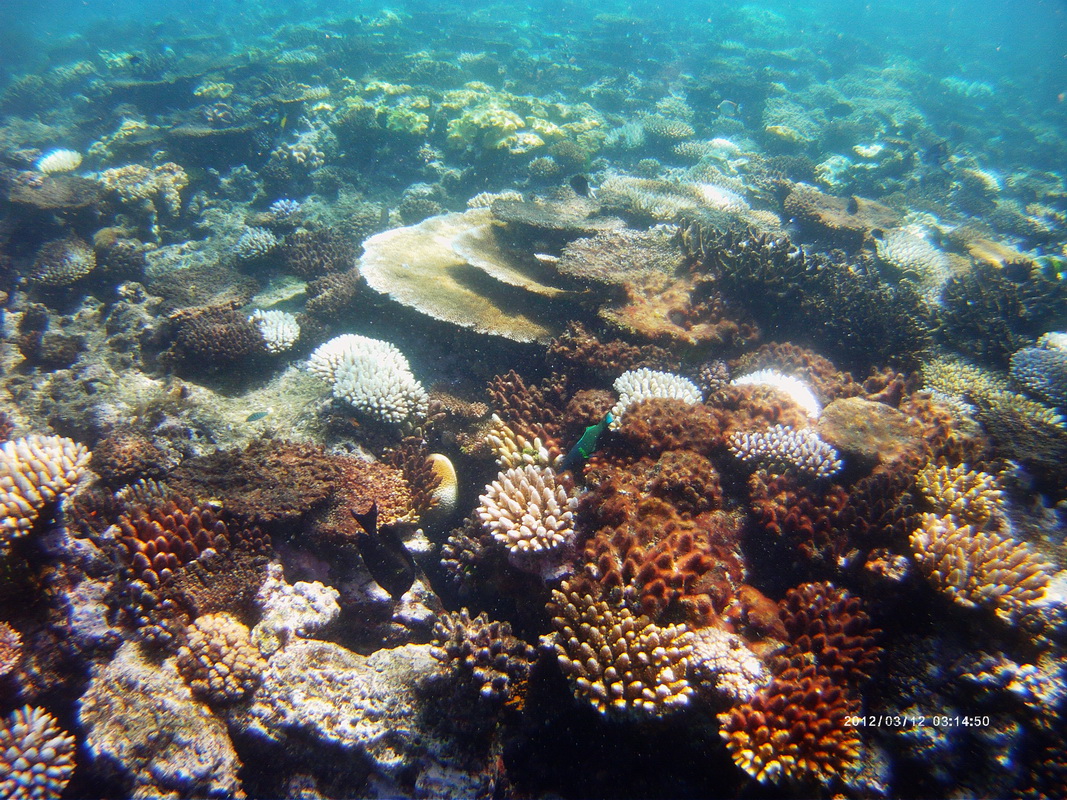 Great Barrier Reef Tour in Small Group