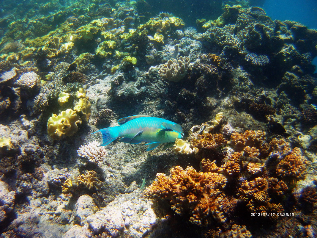 Great Barrier Reef Tour in Small Group