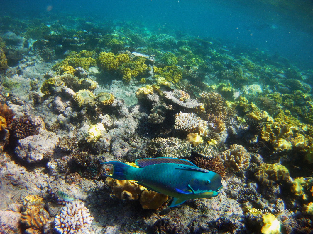 Great Barrier Reef Tour in Small Group