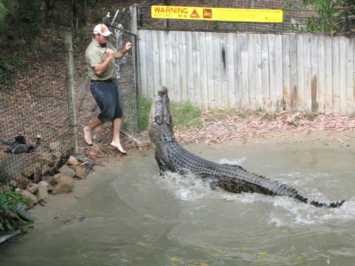 Wet Tropics and Crocodiles Private Tour