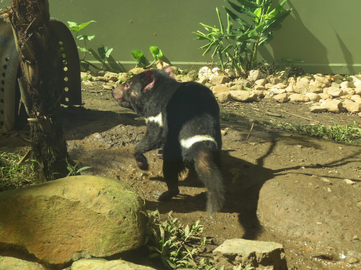 Kuranda Private Tour