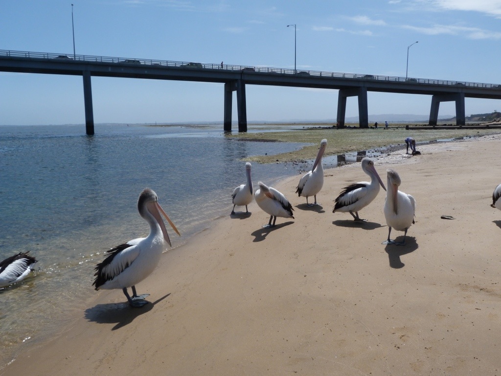 Phillip Island Private Tour with Penguin Parade Private Tour