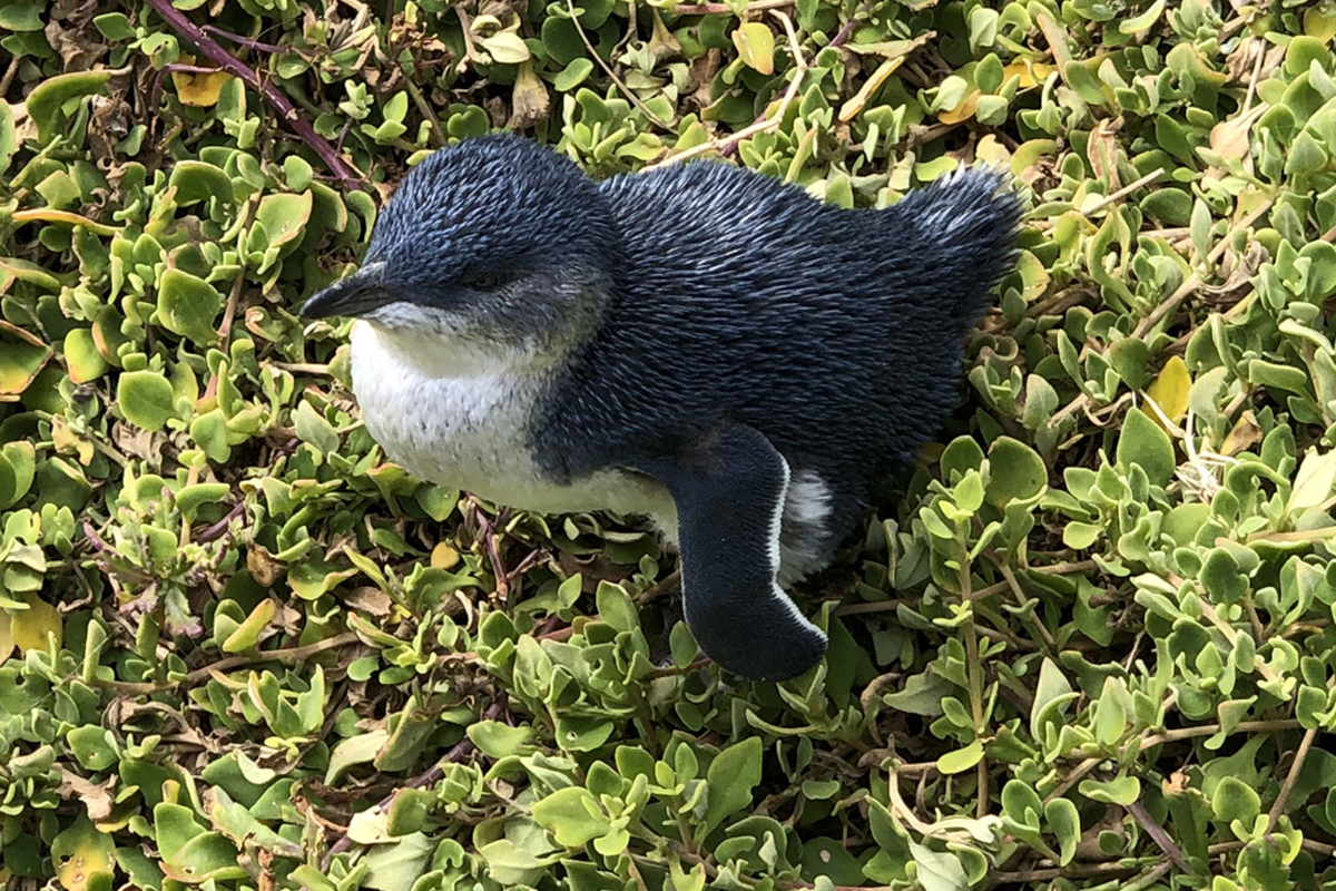 Phillip Island Private Tour with Penguin Parade Private Tour