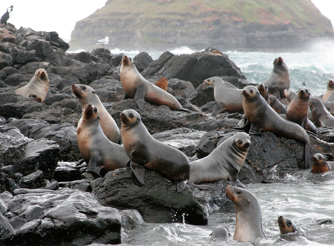 Phillip Island Private Tour with Penguin Parade Private Tour