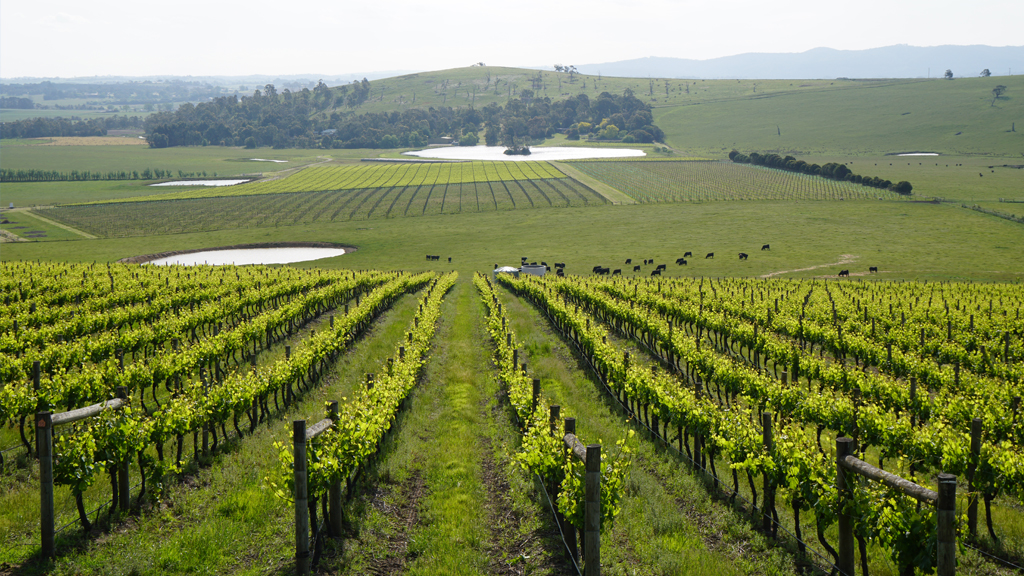 Yarra Valley Private Winery  Private Tour