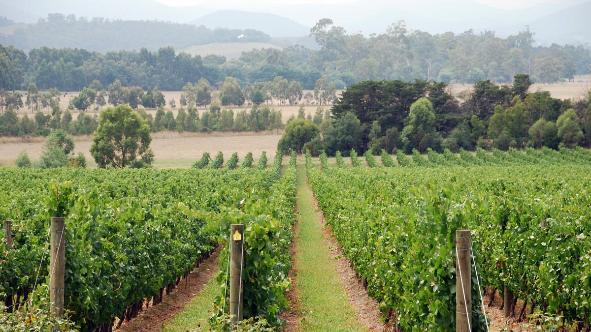 Yarra Valley Private Winery  Private Tour