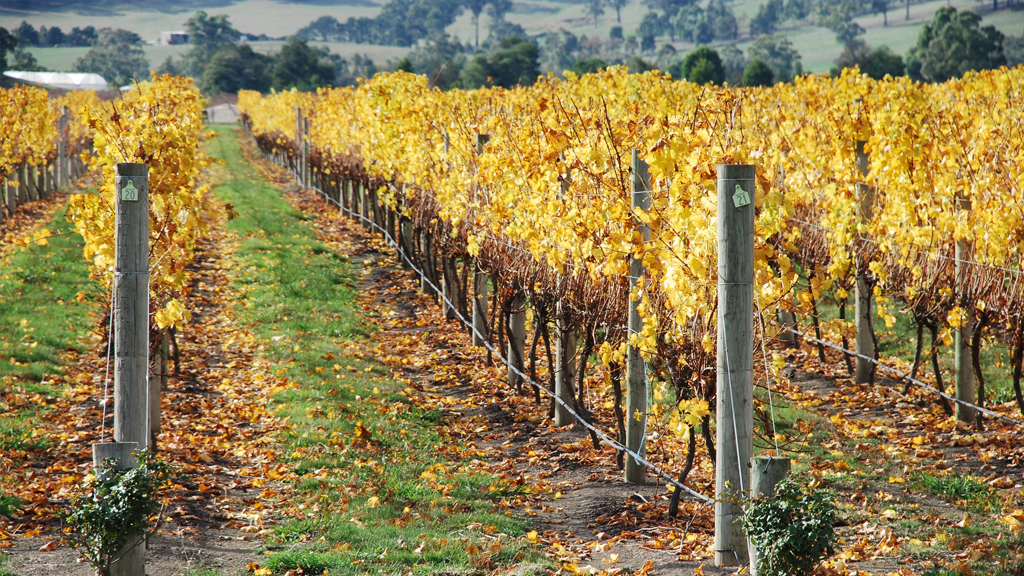 Yarra Valley Private Winery  Private Tour