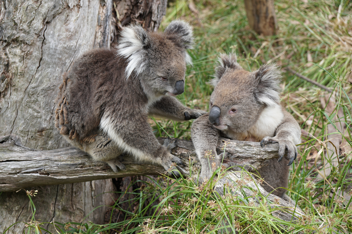 Puffing Billy Private Tour with Healesville zoo