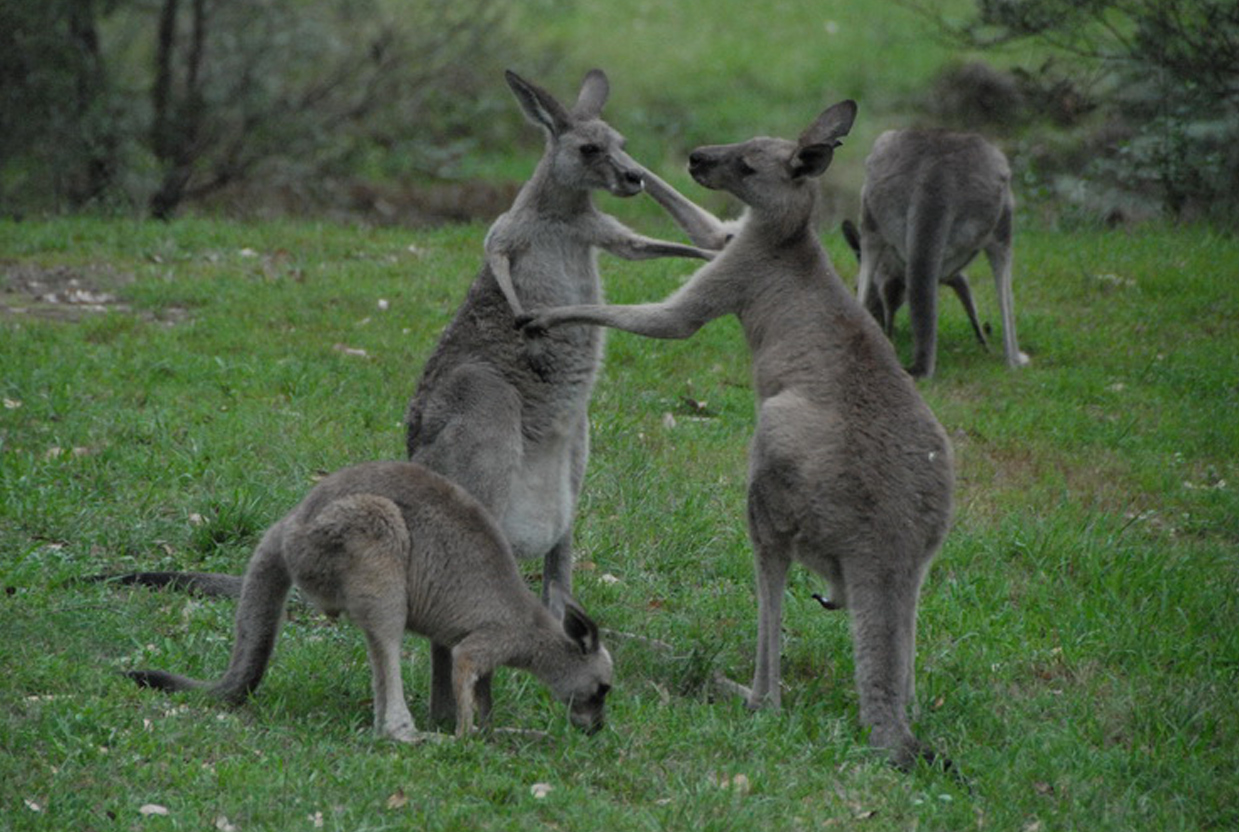 Puffing Billy Private Tour with Healesville zoo