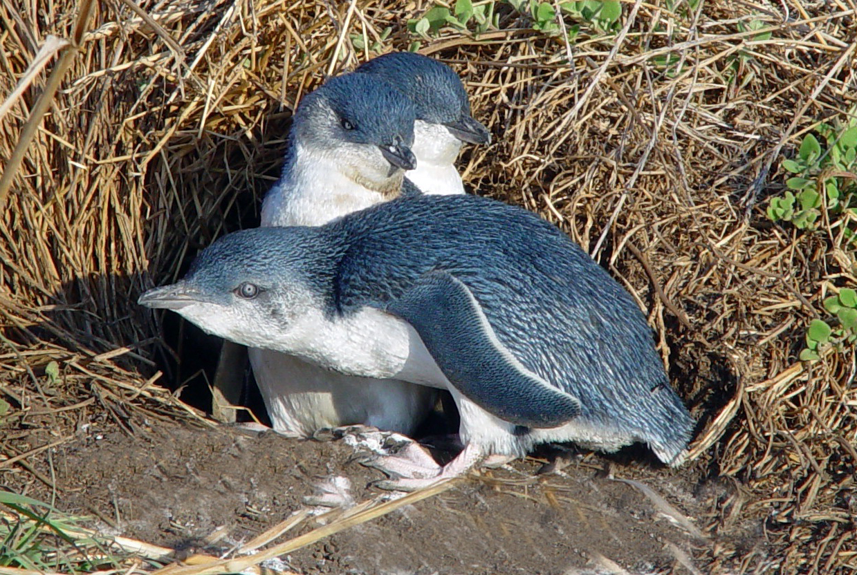 Melbourne Private City Tour  with Phillip Island and Penguin Parade