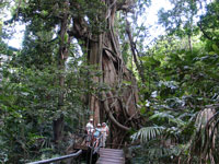 Minnamurra Rain Forest of Giant Trees