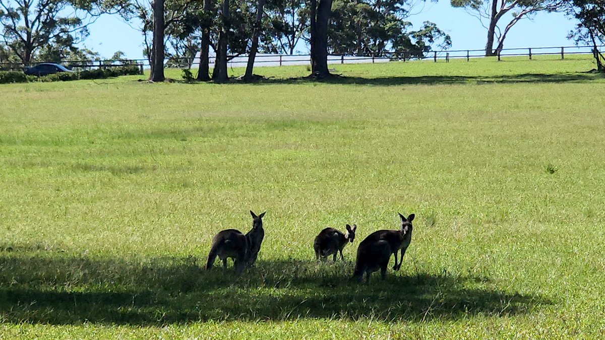 Large mob of wild kangaroos on the lawns at Sanctuary Point near Jervis Bay