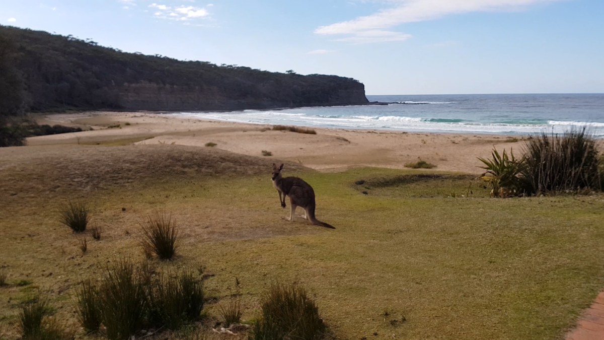 A wild kangaroo on the grass above the surf at Pebbly Beach