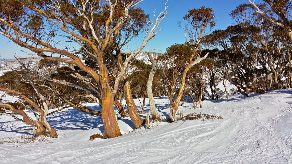 Tour to Snow Mountains & Canberra -  12