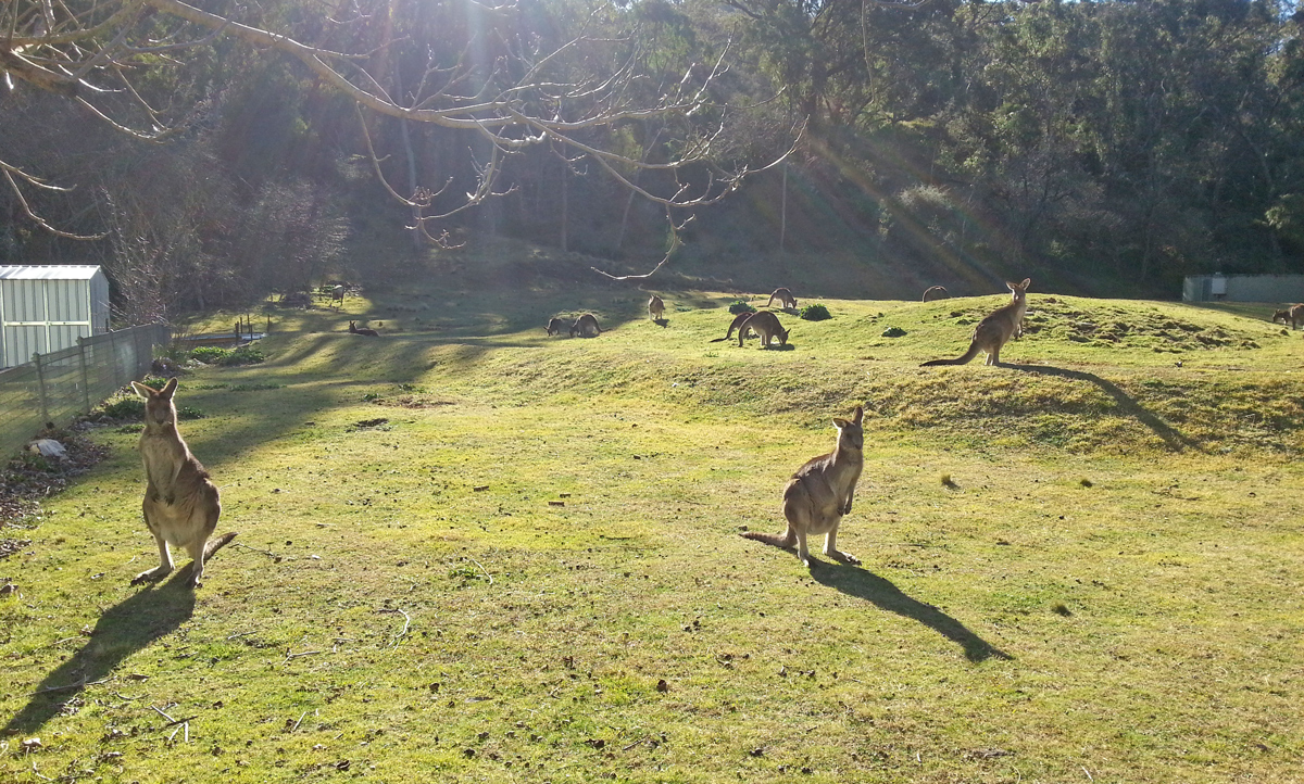 On Bushwalk in Royal National Park Photo3