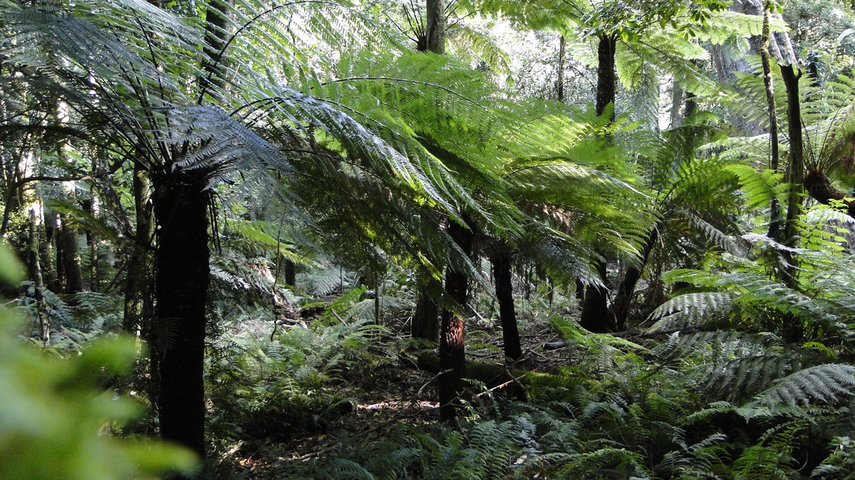 On Bushwalk in Royal National Park Photo4