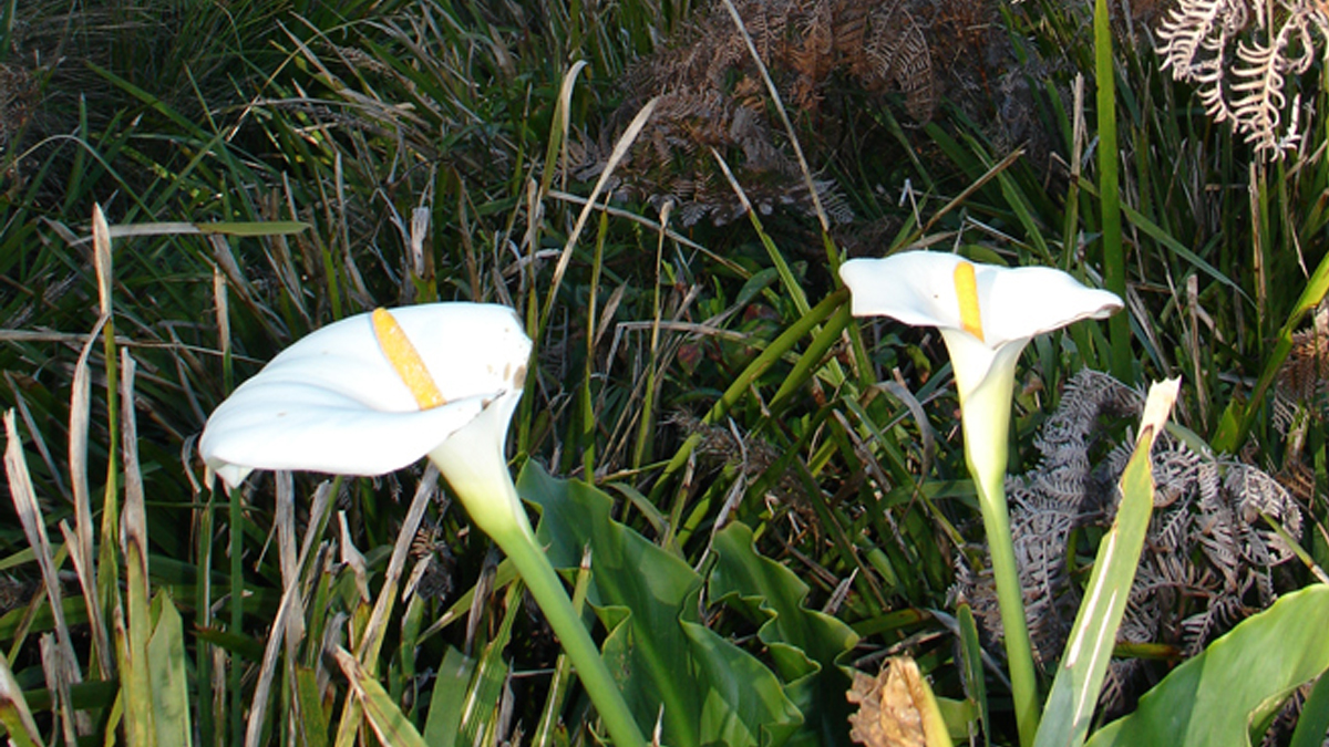 On Bushwalk in Royal National Park Photo8