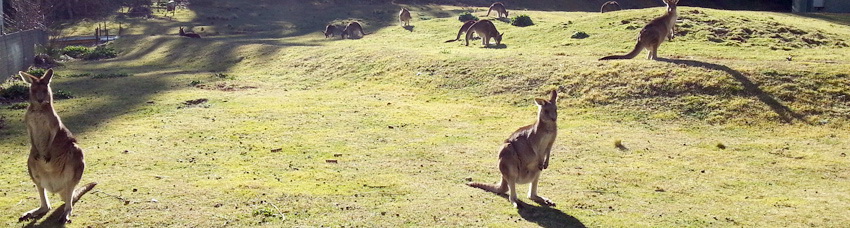 kangaroo in a wild new wombean caves