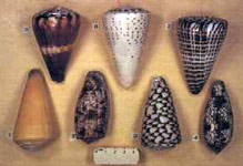 Cone Snail