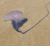 Bluebottle Jellyfish