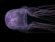Box Jellyfish