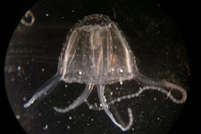 Irukandji Jellyfish
